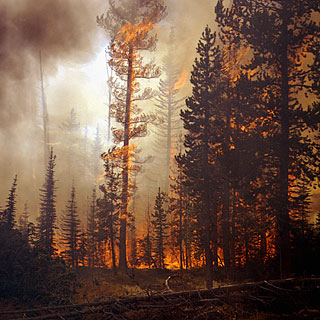 Wildfire - by Gildemeister